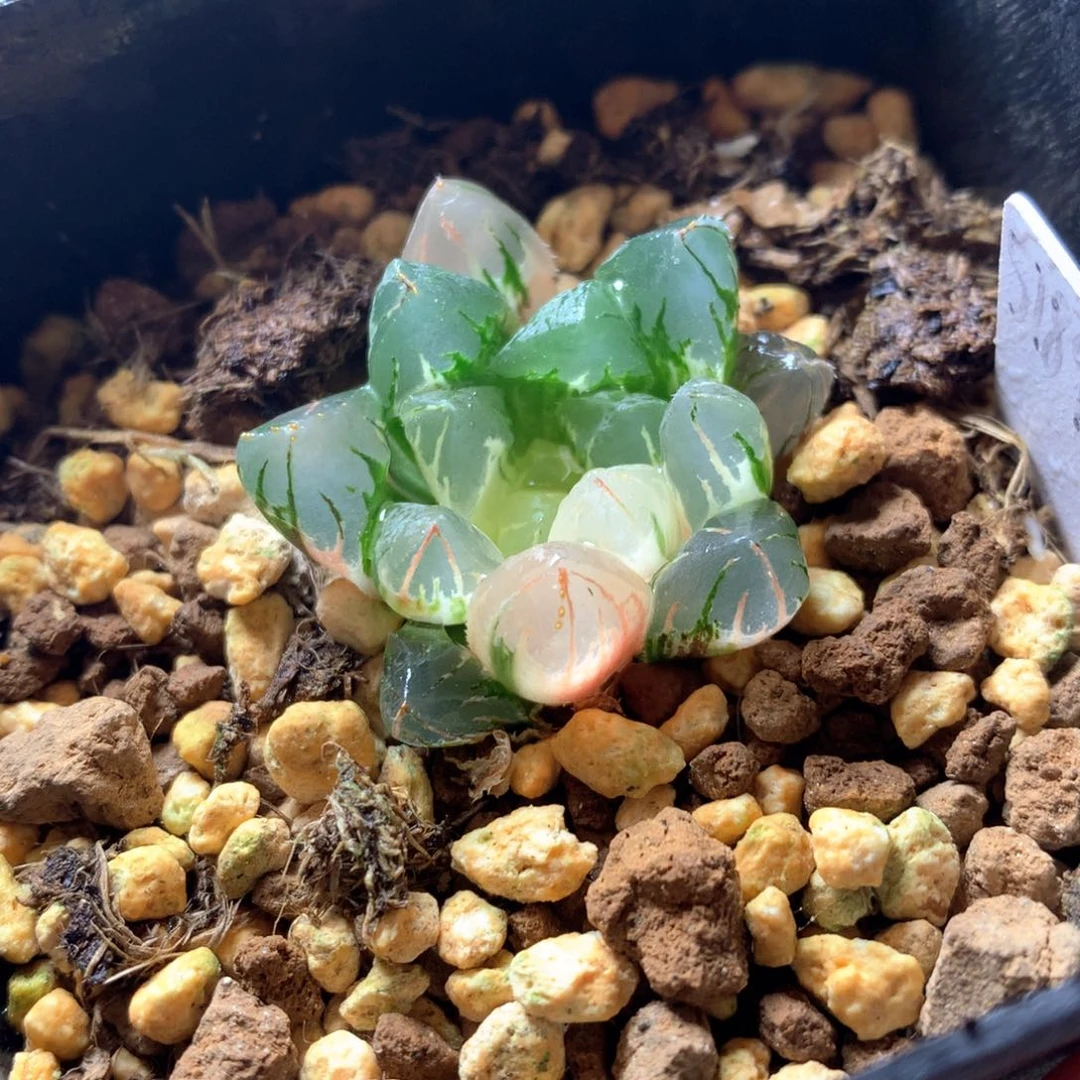 水晶灯玉露锦带盆土发货