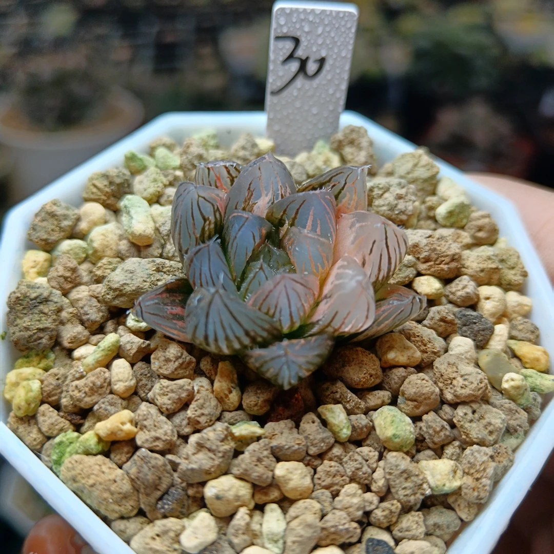 30号霓虹灯玉露锦抖链接一物一拍带盆带土发货4月24号