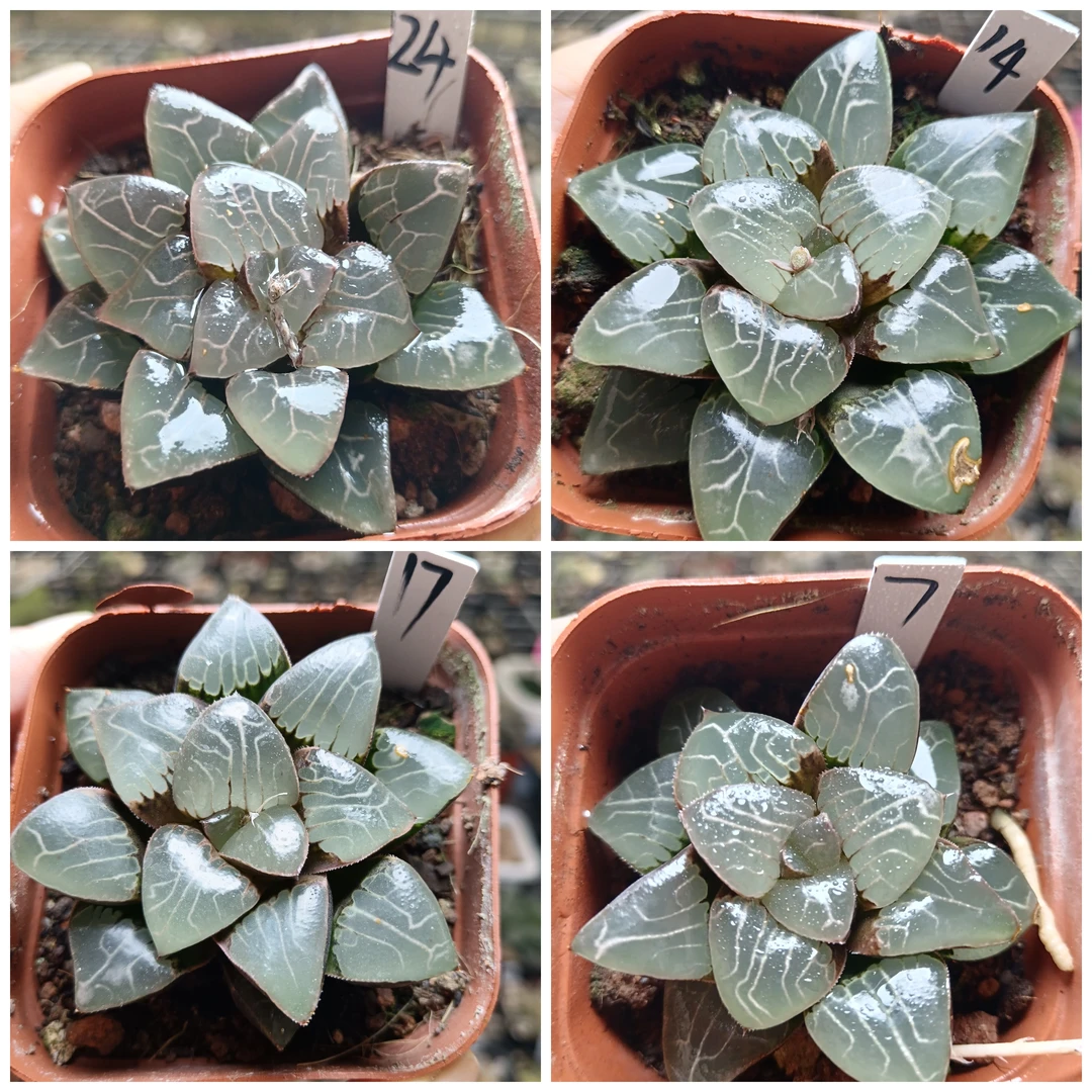 四大女神之天池克十二卷多肉植物一物一拍带盆带土发货11月8号