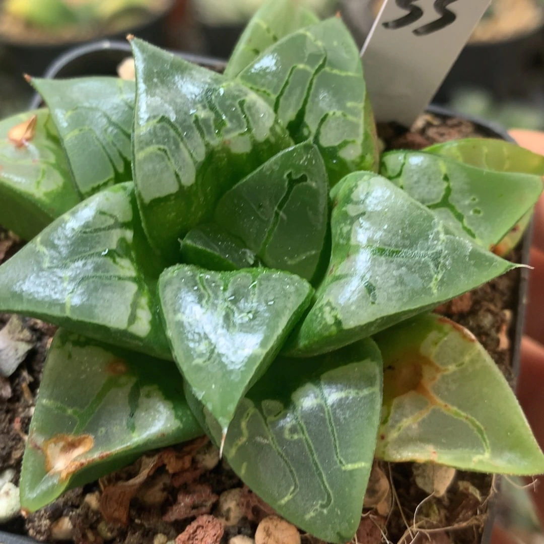 画皮寿带盆土发货