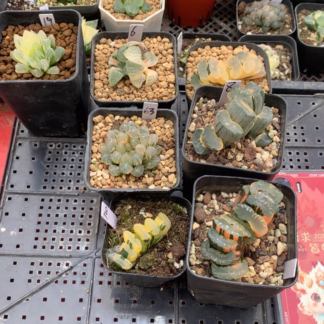 【闪购商品】玉扇组合