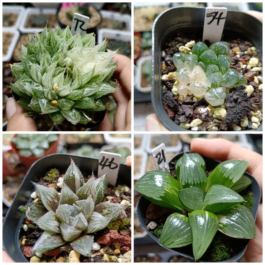 12号玉露锦寿锦十二卷多肉植物一物一拍带盆带土发货8月5号更新