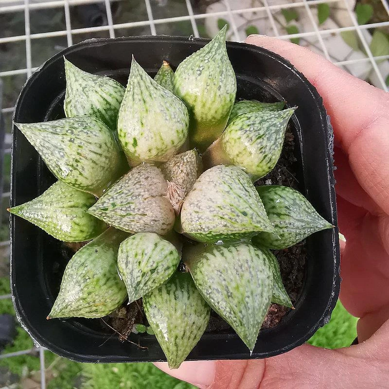 桃源乡白银寿十二卷多肉植物带盆带土发货品相佳办公室阳台盆栽
