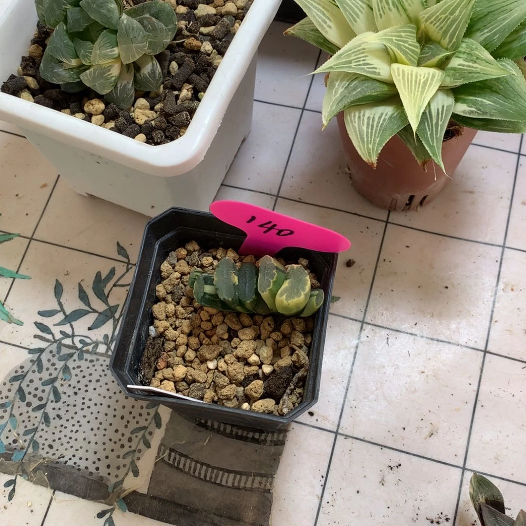 玉露锦带盆土发货