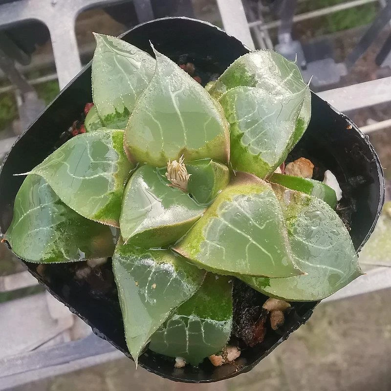 龙禧寿龙喜寿品相佳株型周正纹路明显带盆带土发货十二卷多肉植物