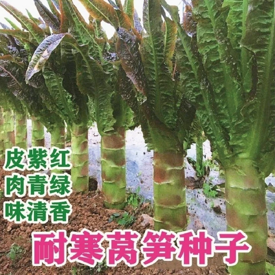 红莴笋种子尖叶挂丝莴苣籽露天庭院阳台蔬菜盆栽菜种子大全四季