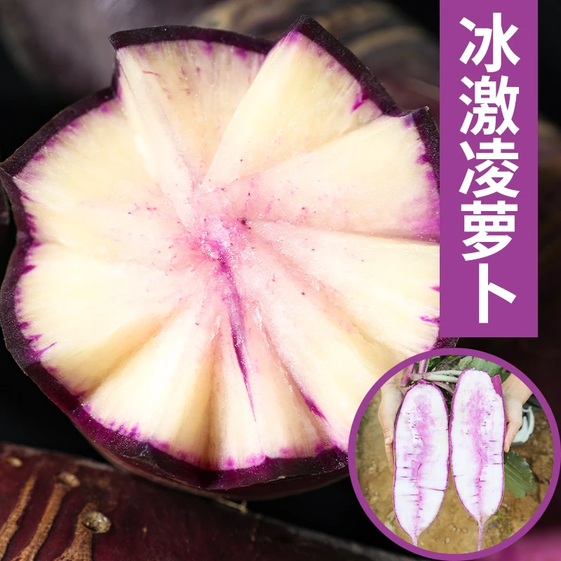 冰激凌水果萝卜种子秋冬种籽紫皮冰激凌水果萝卜种子蔬菜种子大全