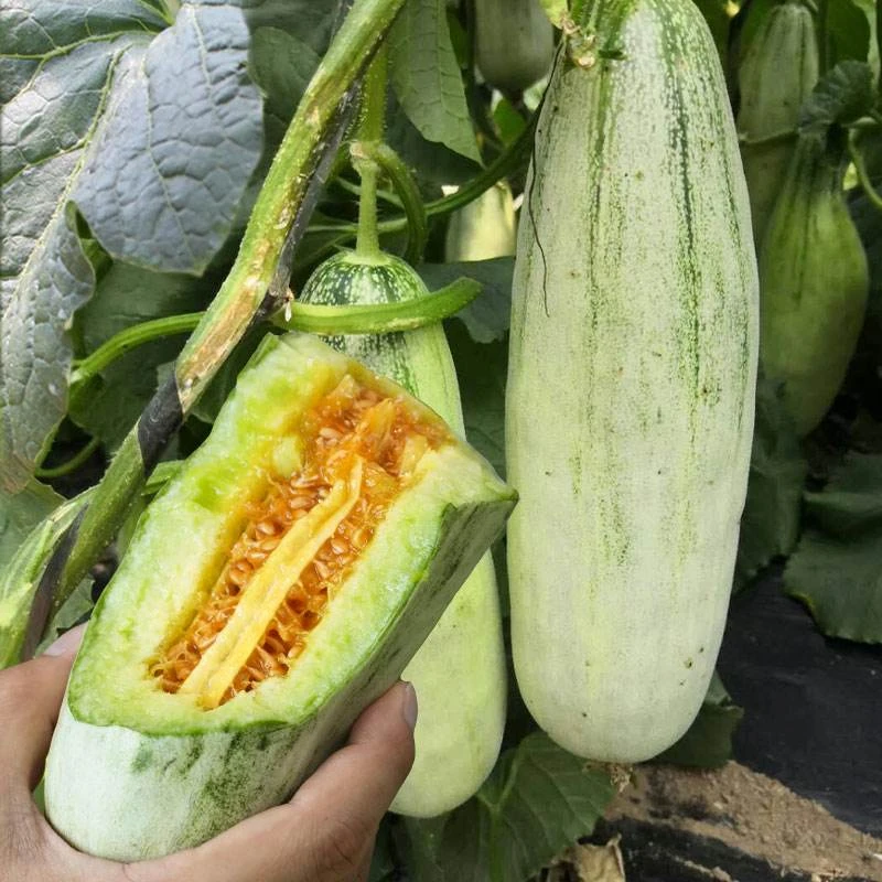 羊角蜜甜瓜种籽正品羊角大果甜青皮薄皮香瓜春夏四季瓜类种子大全