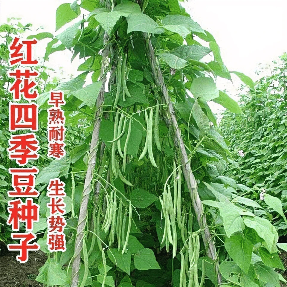 高产早熟有架四季豆种子爬藤四季播芸豆豆角种子红花无筋四季豆种