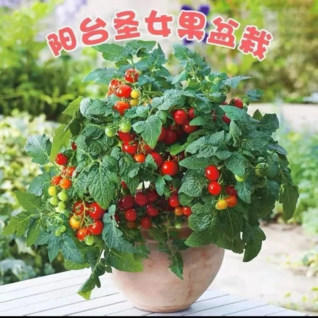 盆栽小番茄种子四季种阳台室内盆栽矮生樱桃番茄种子蔬菜水果种子