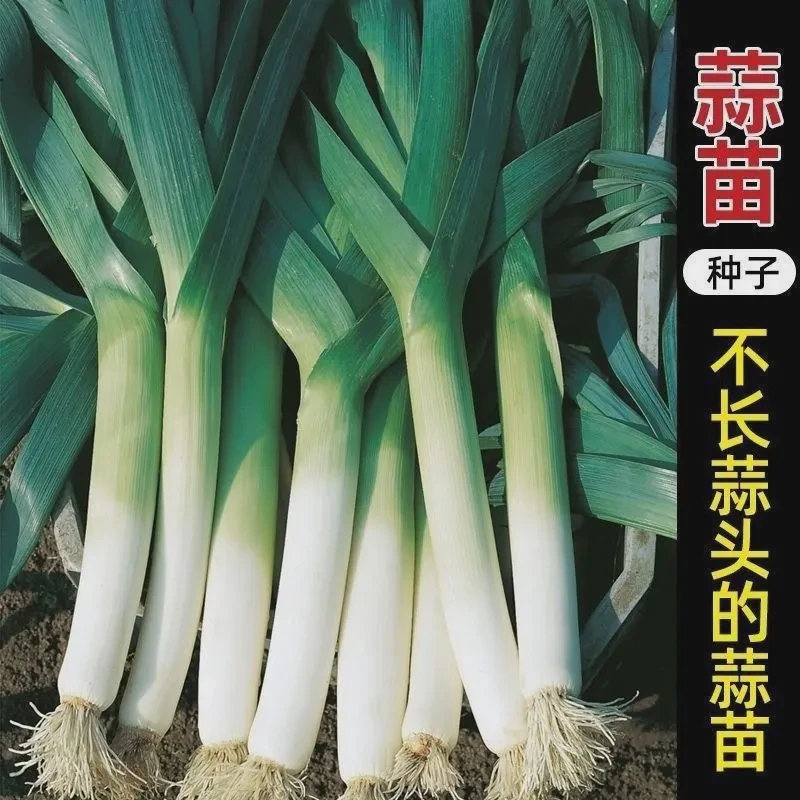 四季宽叶蒜苗种子葱蒜红皮蒜苗籽蒜苗韭葱农家大田四季采收蔬菜籽