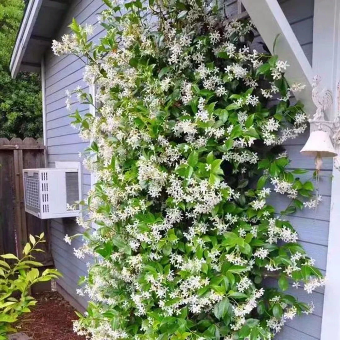 风车茉莉爬藤植物阳台盆栽好养络石藤垂丝爬藤花卉多季开庭院耐寒