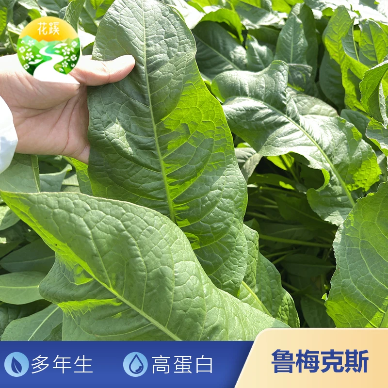 五指山食叶草母本鲁梅克斯多年生高产耐寒鸡鸭鹅喜食优质蛋白牧草