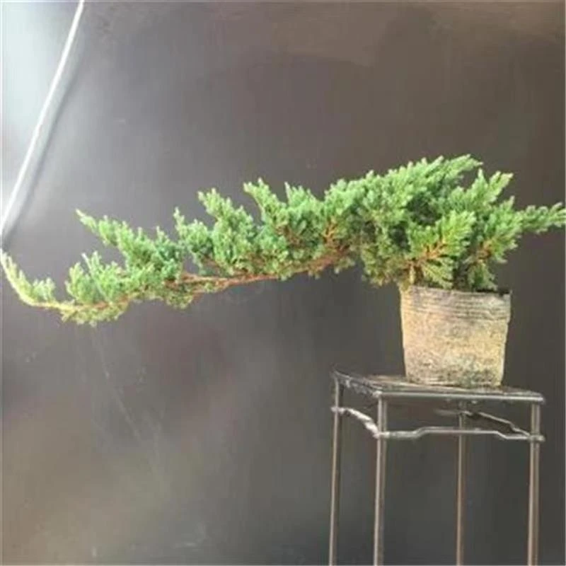 新西兰珍珠柏盆景 柏树盆栽一物一拍 四季常青阳台办公室好养包邮