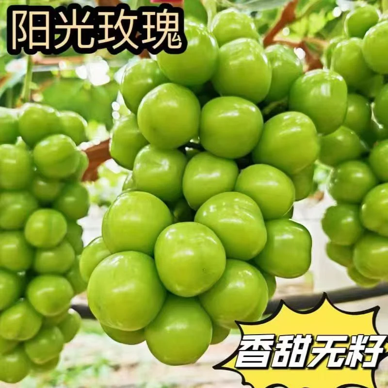 【云南阳光玫瑰】新鲜葡萄玫瑰香味饱满爆汁鲜甜可口基地采摘包邮