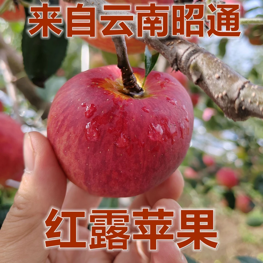 昭通糖心苹果红露新鲜采摘现摘现发13.9元2/5斤中果包邮试吃