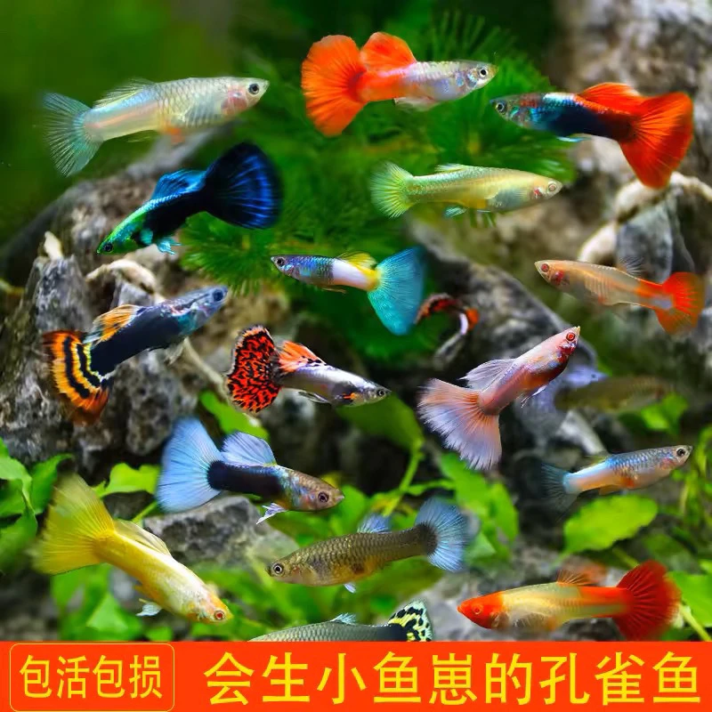 【刚刚好源头渔场】直播间随心搭专属链接孔雀鱼