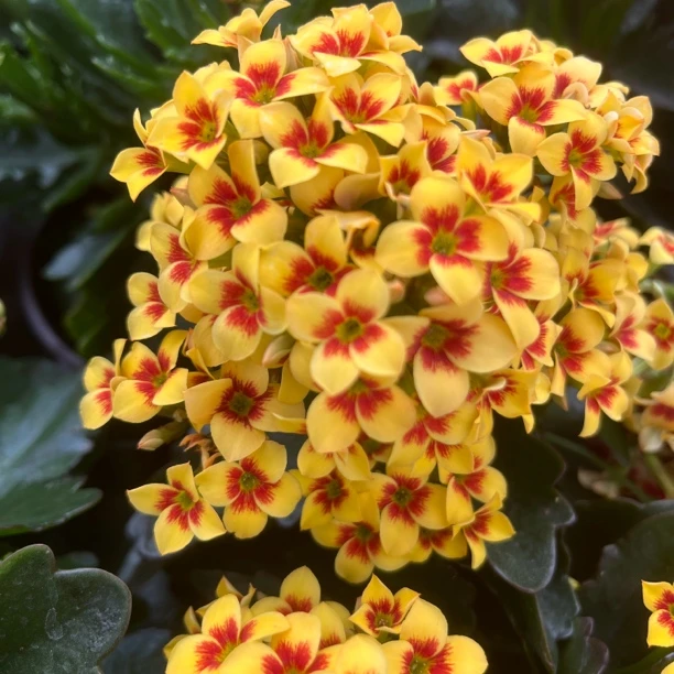 『雷米』单瓣长寿花(带花发货)