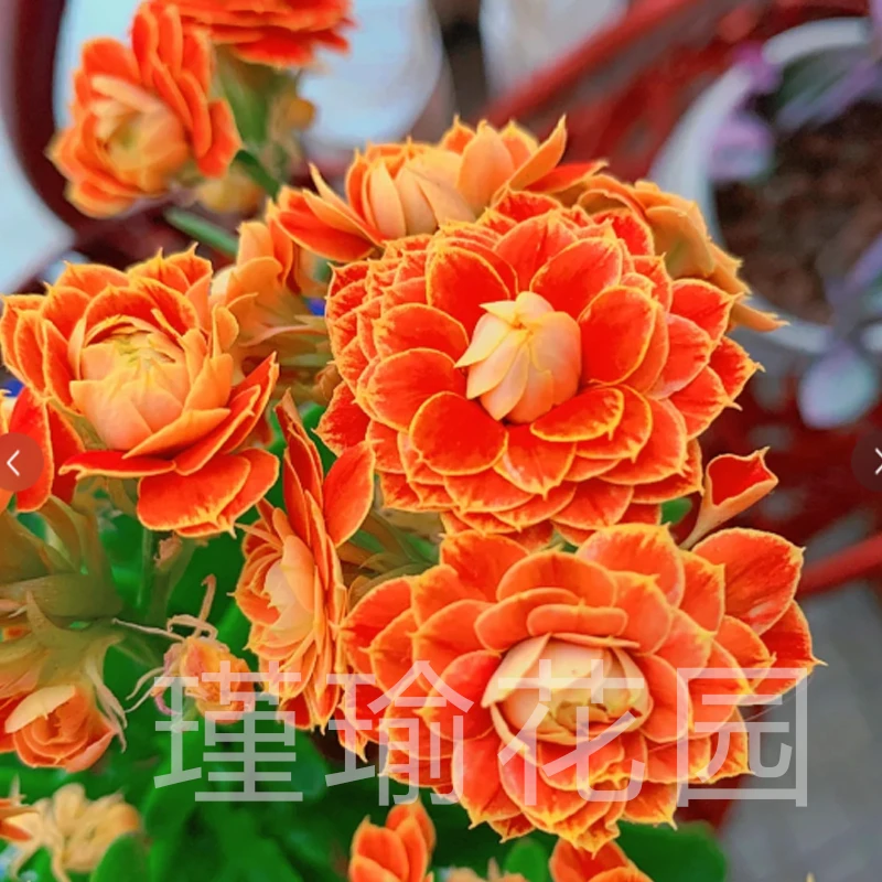 『金狐狸』长寿花(花苞发货)