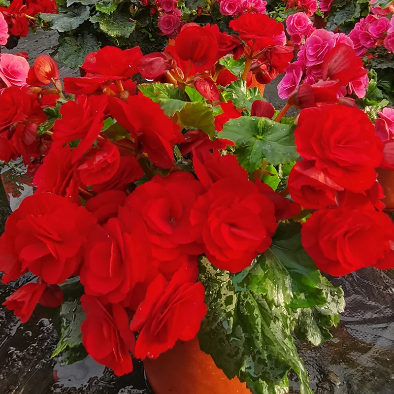 重瓣丽格海棠带花苞发货海棠花盆栽四季开花室内生长盆栽海棠花