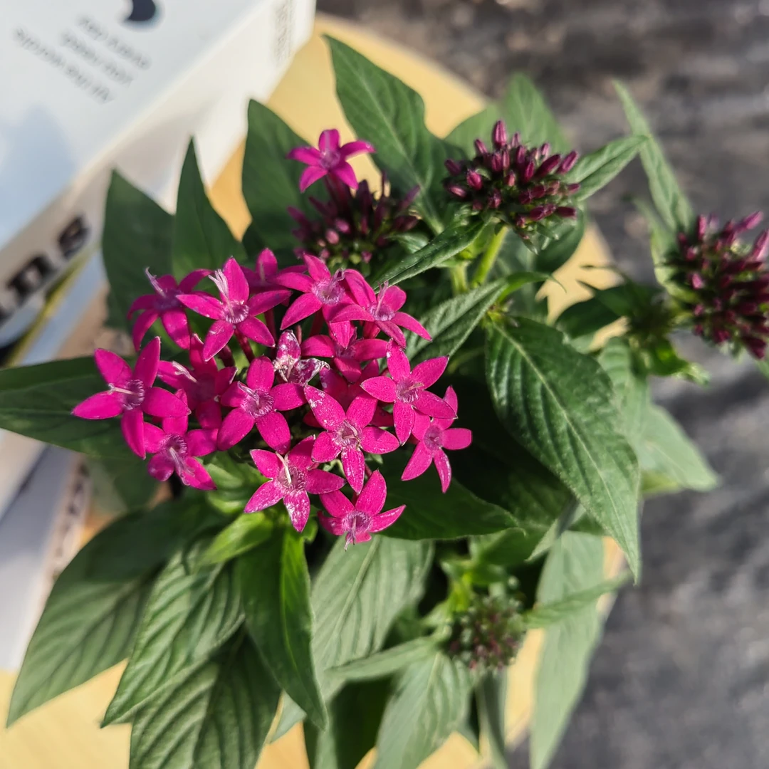 繁星花盆栽植物阳台庭院绿化五星花四季开花好养耐热