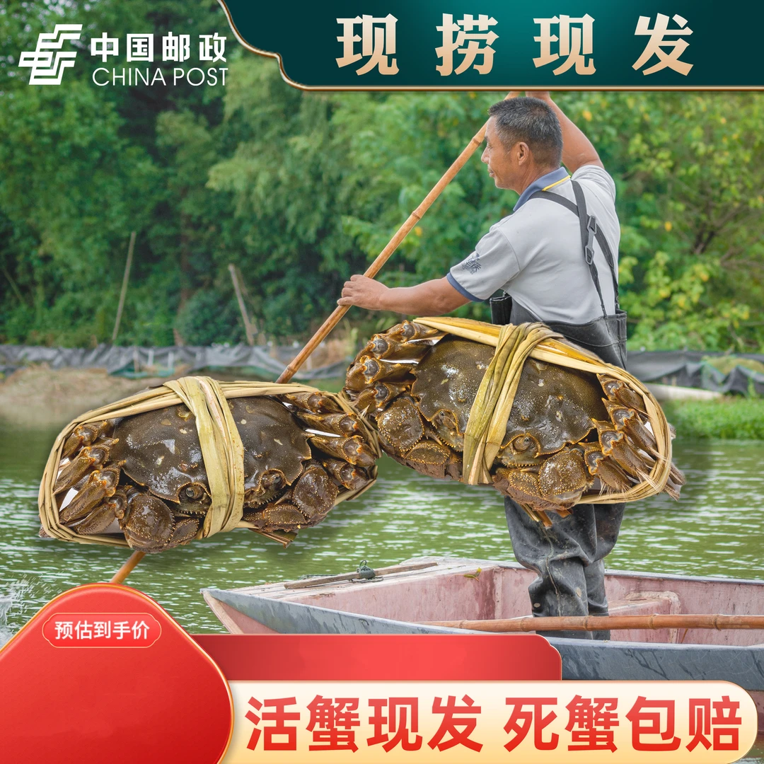 【活蟹现发】邮政石臼湖2.5两母8只+送2只共10只精品大闸蟹十月怀蟹
