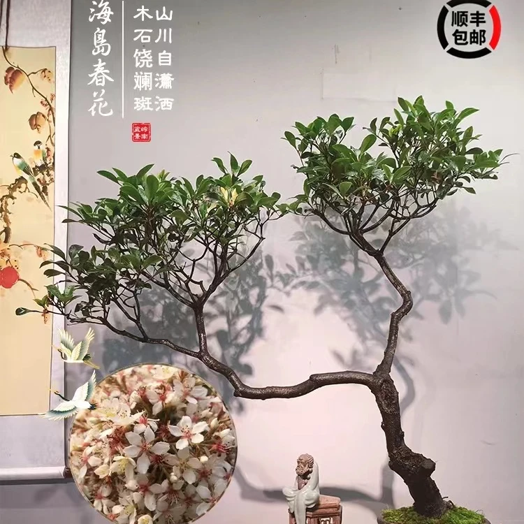 一物一拍海岛春花树栀子花石楓书房观赏造型