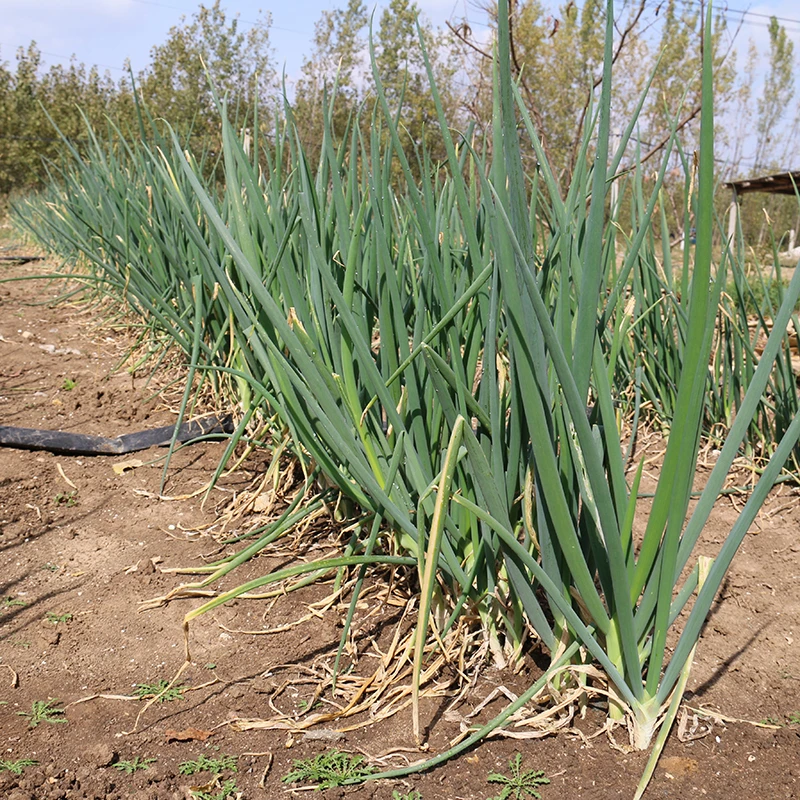 邳州香葱新鲜露天大葱白长不辣心蔬菜甜葱鲜嫩蘸酱食用现挖2斤