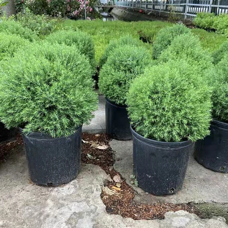 皮球柏雾雪松苗盆栽庭院阳台多年生花镜球型植物耐寒耐热四季常青