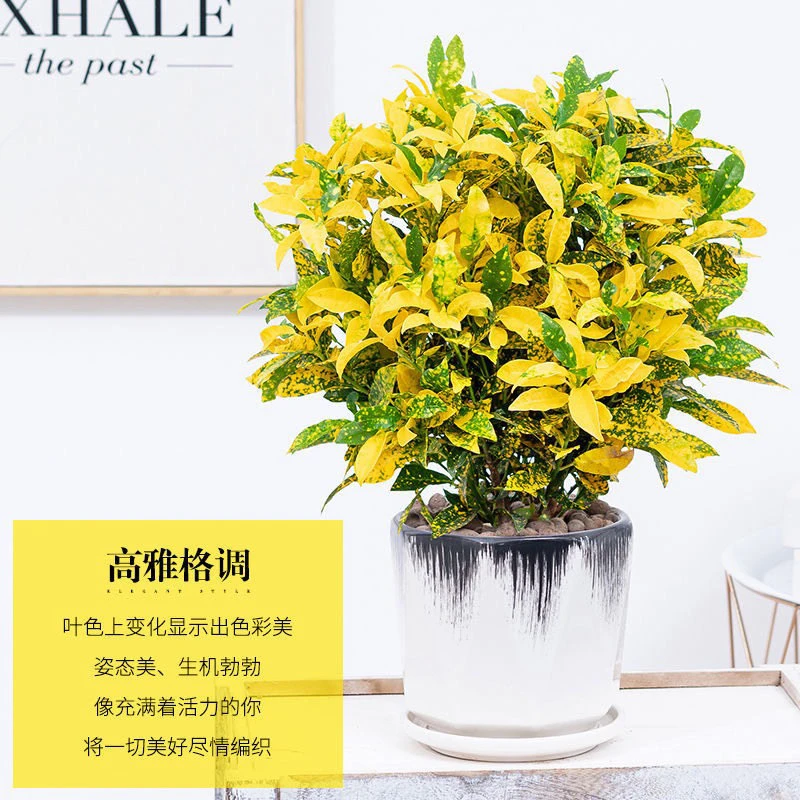 新品洒金榕黄金万两室内盆栽绿植耐寒花卉观叶植物净化空气吸甲醛