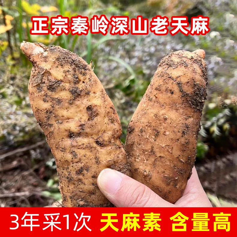 秦岭高山新鲜天麻中药材仿野生干天麻粉炖汤滋补品非云南昭通天麻