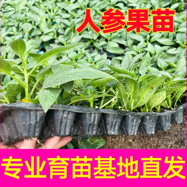 人参果苗子盆人生果树苗仙桃长寿果苗正宗水果苗四季种苗