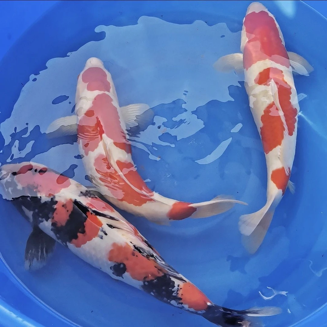 红白三色龙系辉龙昭和孔雀秋翠冷水鱼好养耐活