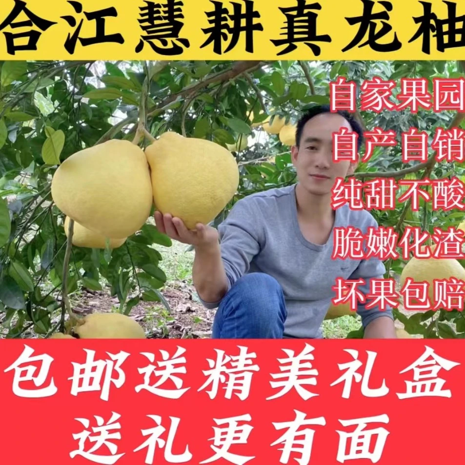 合江真龙柚 特大果 纯甜不酸 白心 礼盒装 送礼佳品 产地直销