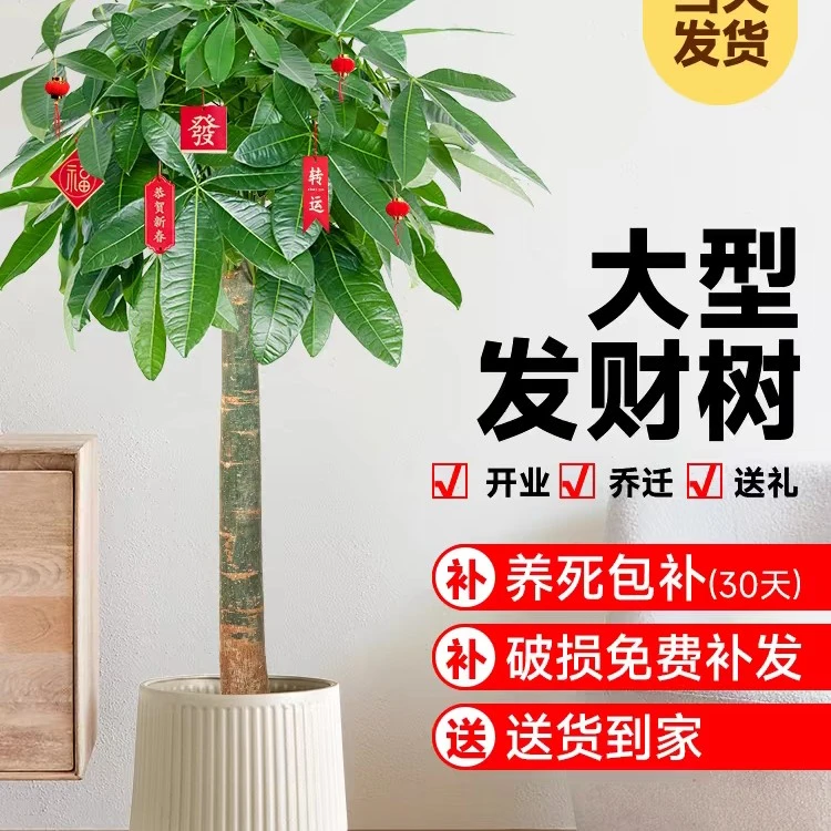 发财树基地1.2米高好养易活门店办公室老桩绿植开业乔迁佳品客厅