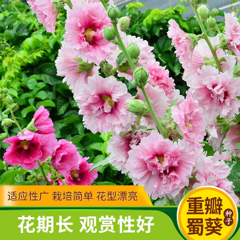 蜀葵花种子混色一丈红重瓣蜀葵种子室外庭院多年生四季易活花籽
