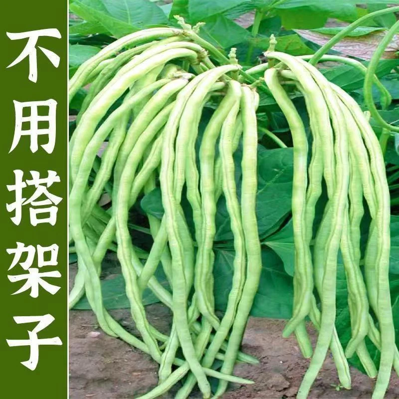 摘不败无架长豆角种籽不用搭架子的长豆角蔬菜种籽四季播种长豇豆