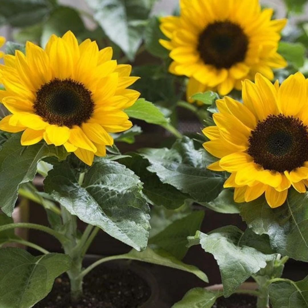 【向日葵种子】瓜子葵花籽大粒食葵矮大头油葵种籽夏季庭院蔬菜种子