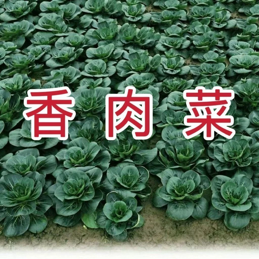 香糯香肉菜种子耐寒耐热小青菜春秋四播种蔬菜种子