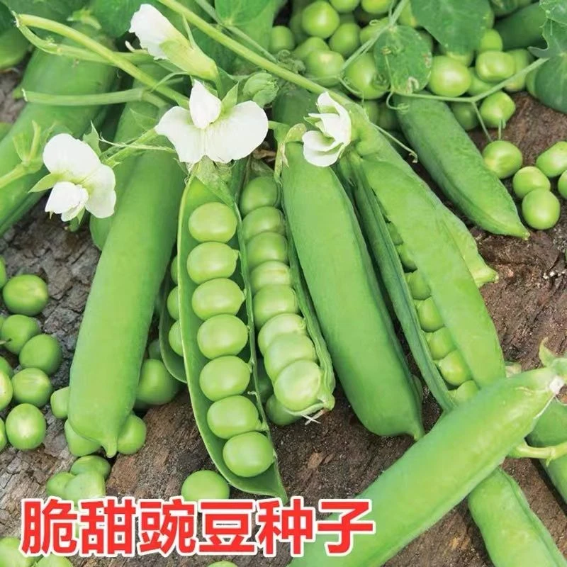 【甜脆豌豆种子】豌豆种籽阳台四季蔬菜高产大荚青豌豆种籽大粒包邮