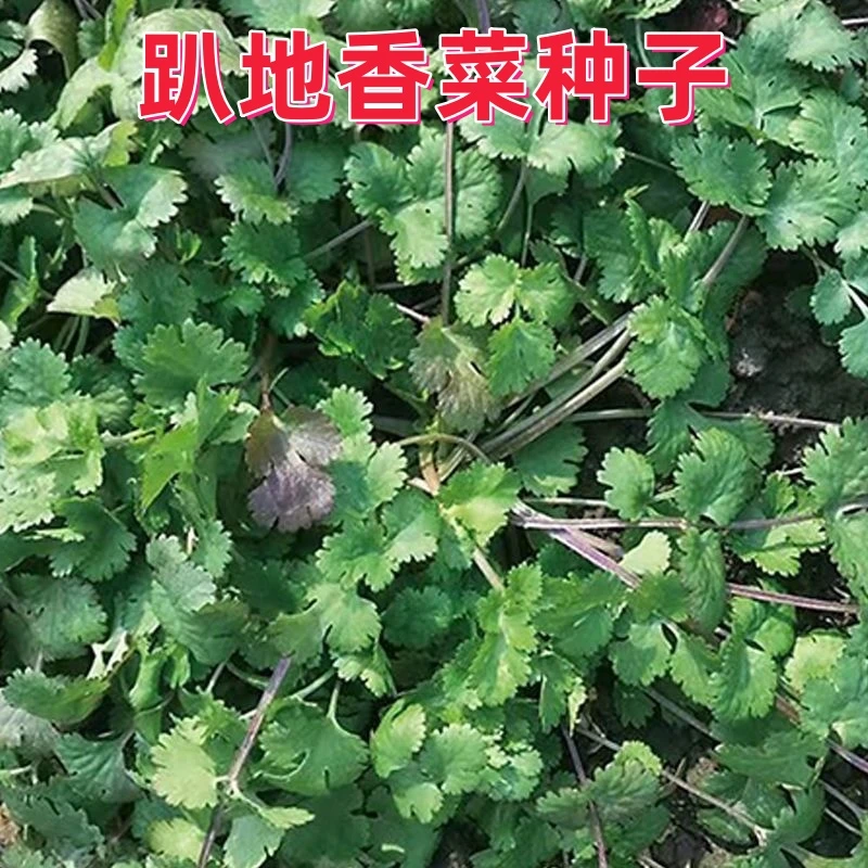 老品种紫根香菜矮杆趴地香菜种子小叶浓香型芫荽种籽四季蔬菜种子