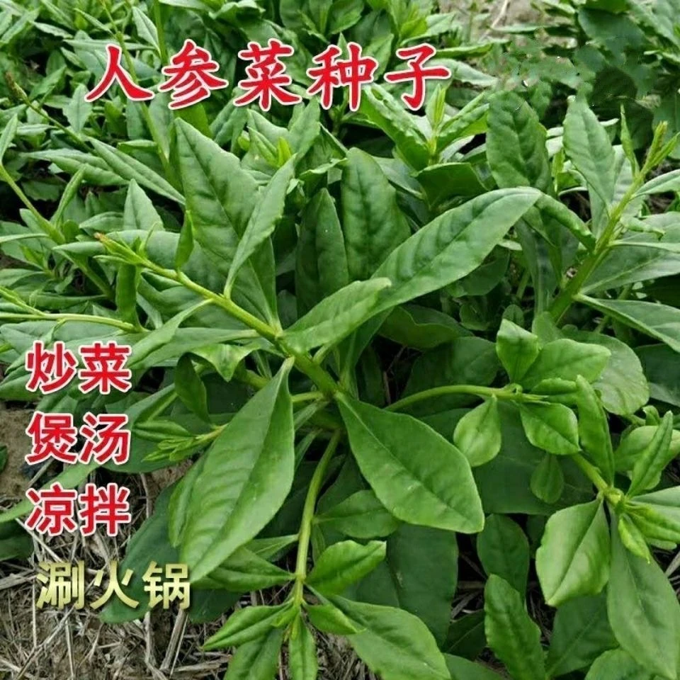 【人参菜种子】土人参高丽参特色蔬菜叶用人参东洋菜土洋参子阳台