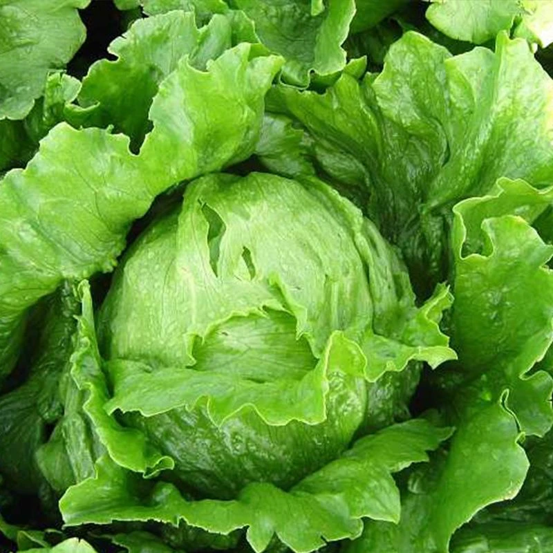 【结球生菜种子】球生菜春夏秋四季播生菜种子球形菜阳台蔬菜种子