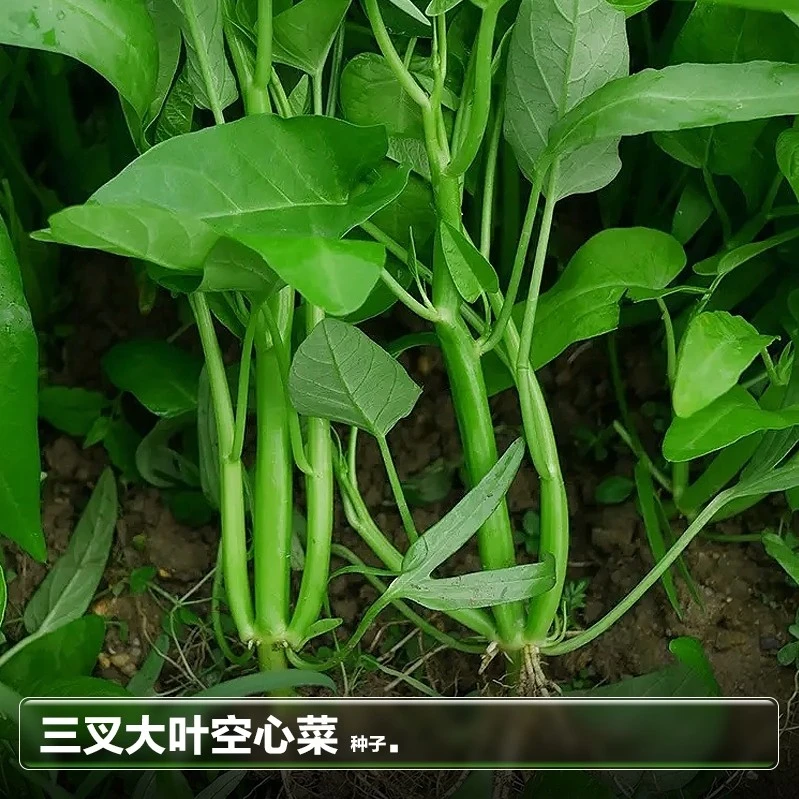 三叉空心菜种籽通心菜种子四季种植高产易种阳台盆栽大叶青菜种子