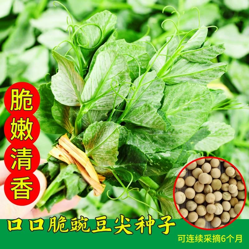 豌豆尖豌豆苗豌豆苗子 四季蔬菜种子春季简单易种豌豆苗种子好吃