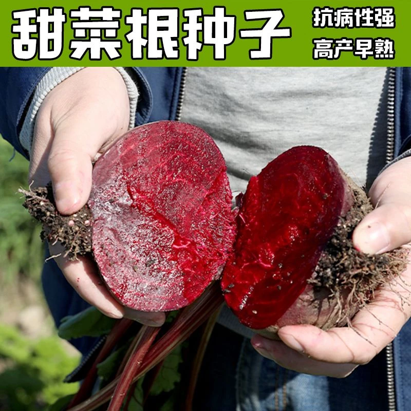 【红甜菜根种子】紫红甜菜头萝卜籽四季高产抗病阳台盆栽蔬菜种孑