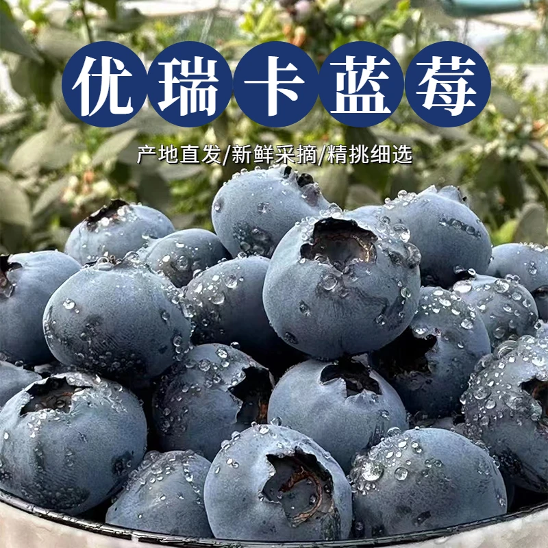 四川攀枝花米易高山的花香蓝莓