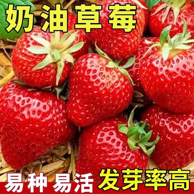 【香甜可口汁多】红颜奶油草莓种子好种植高产水果种子