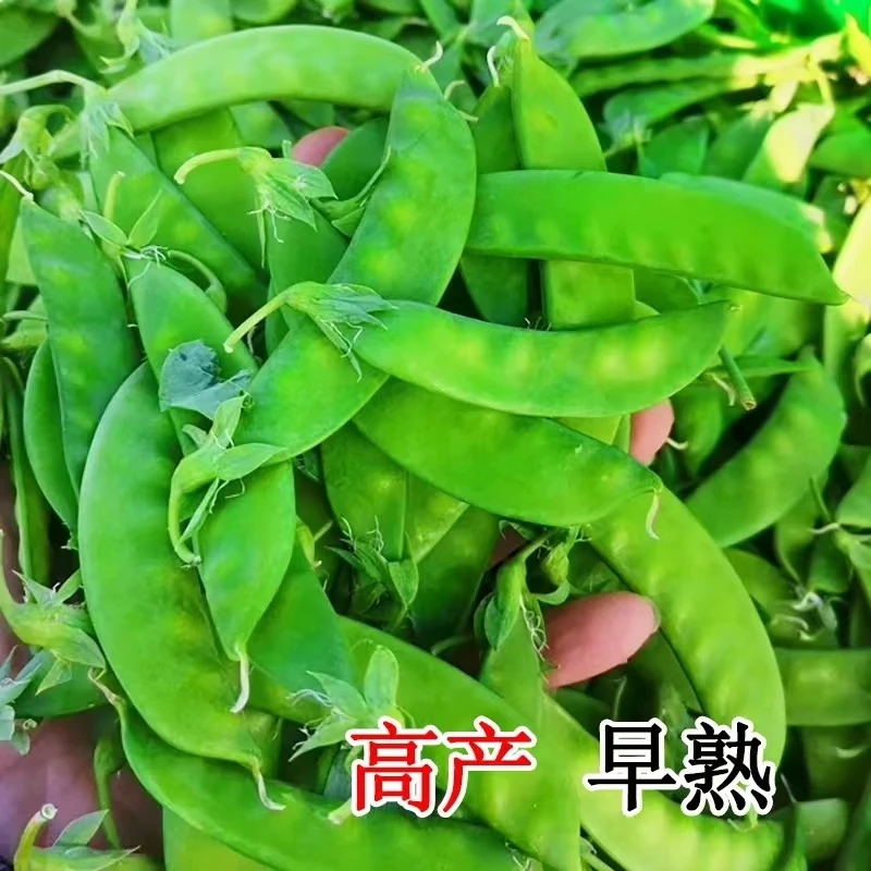 荷兰豆种子高产大荚菜豌豆种籽甜脆食荚菜豌种子