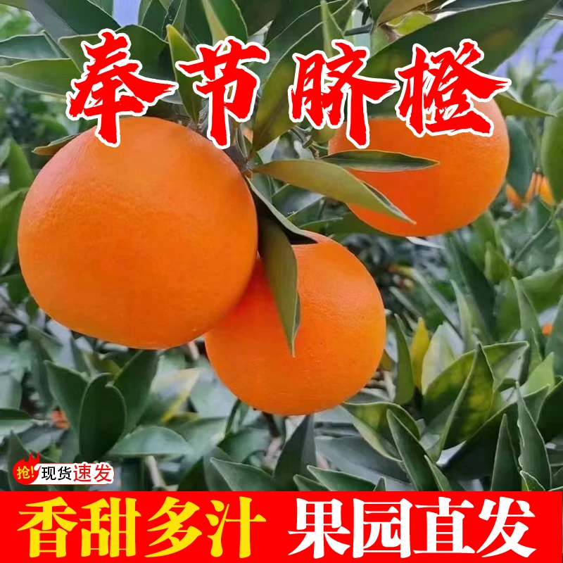 现货礼盒正宗重庆奉节脐橙现摘现发橙子当季新鲜水果整箱包邮